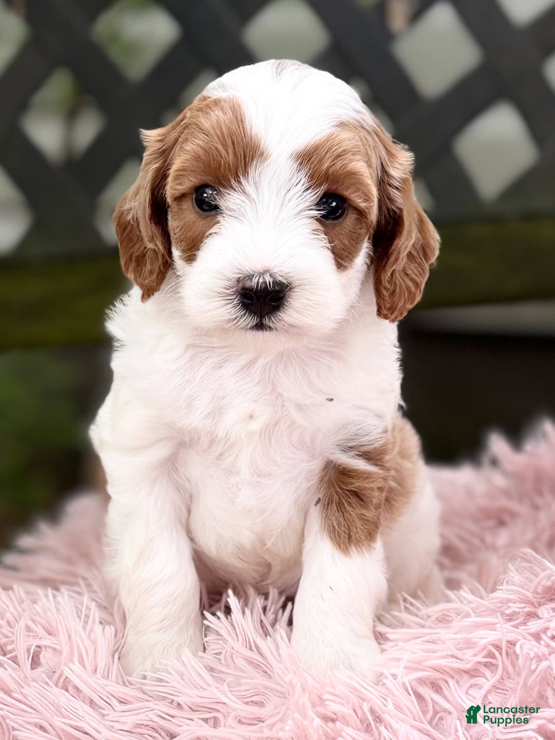 Cavapoo dogs for sale: Brady - Image 13