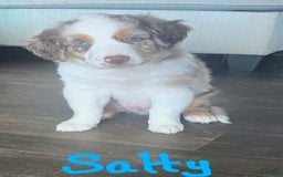 Australian Shepherd dogs for sale: Salty - Image 1