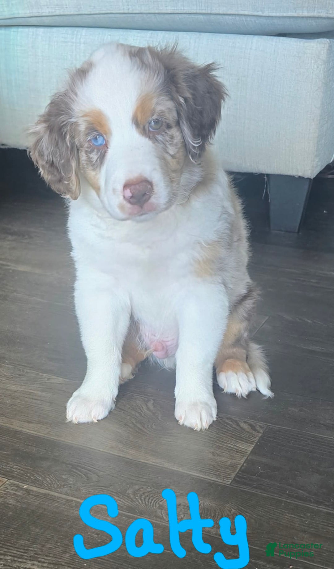 Australian Shepherd dogs for sale: Salty - Image 1