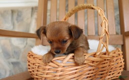 Shorkie dogs for sale: Kona - Image 2