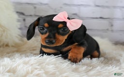 Miniature Dachshund dogs for sale: Nutella - Image 6