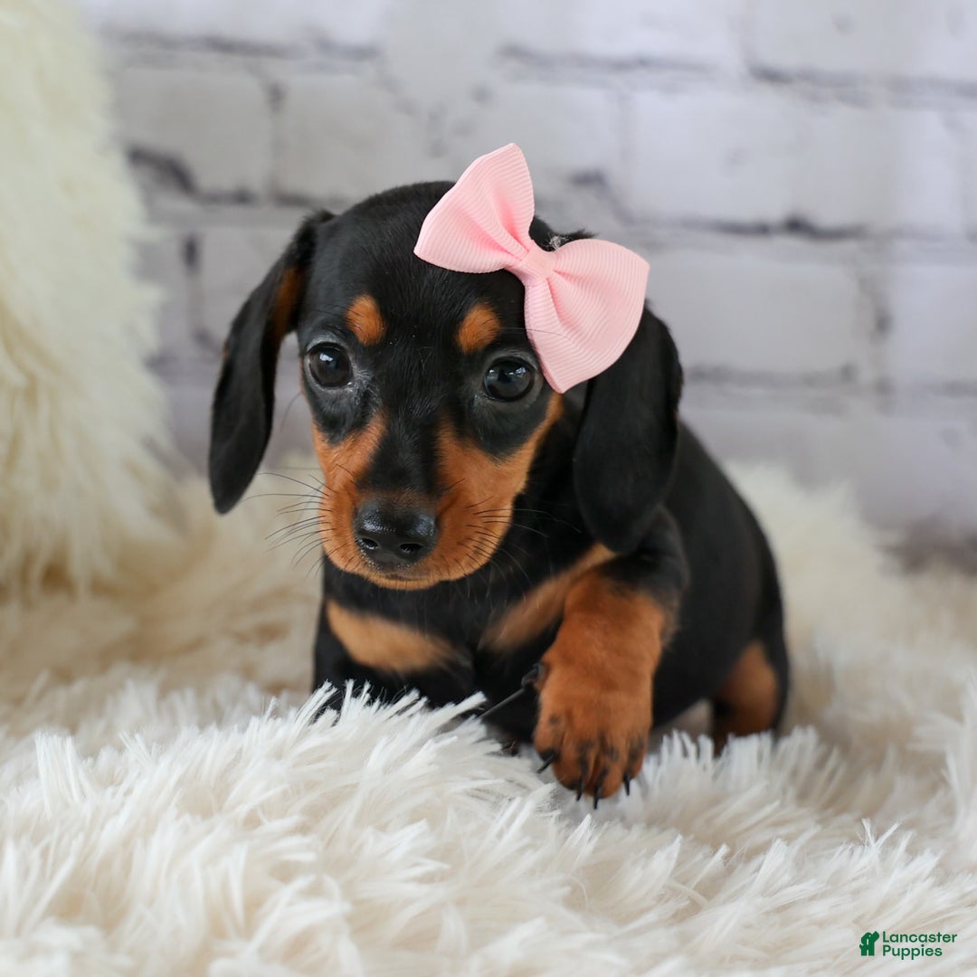 Miniature Dachshund dogs for sale: Nutella - Image 6