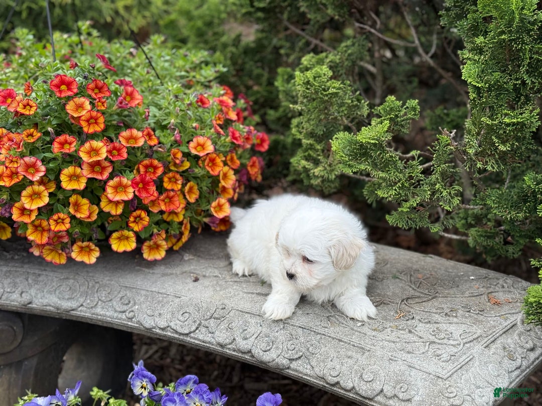 Teddy Bear dogs for sale: Rhyme - Image 8