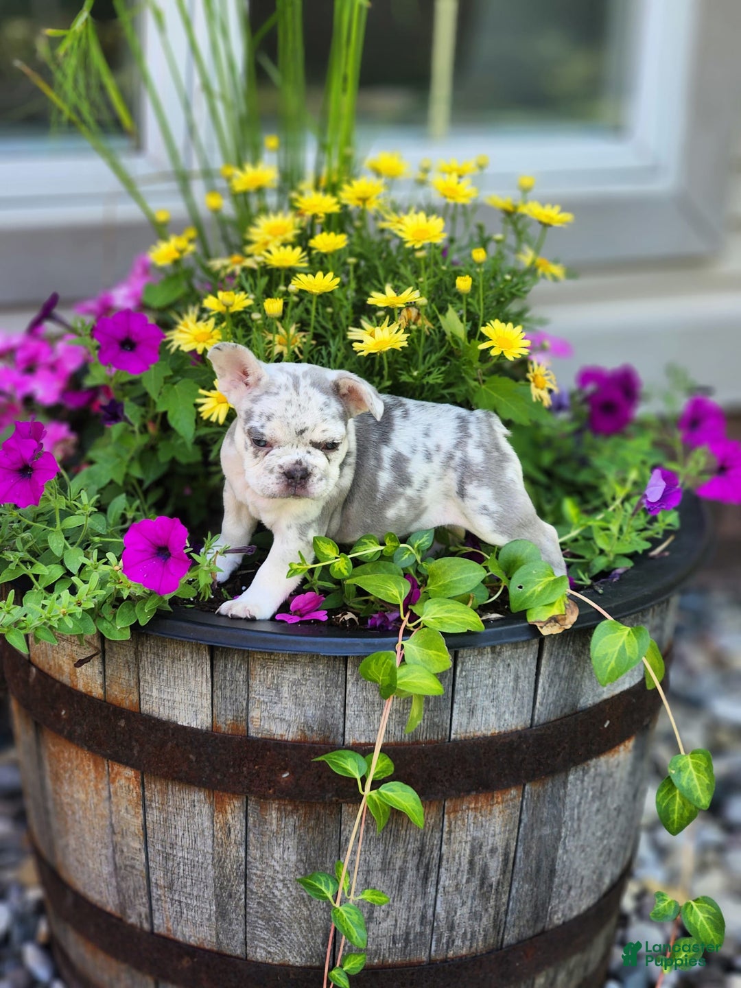 French Bulldog dogs for sale: Charlie - Image 7