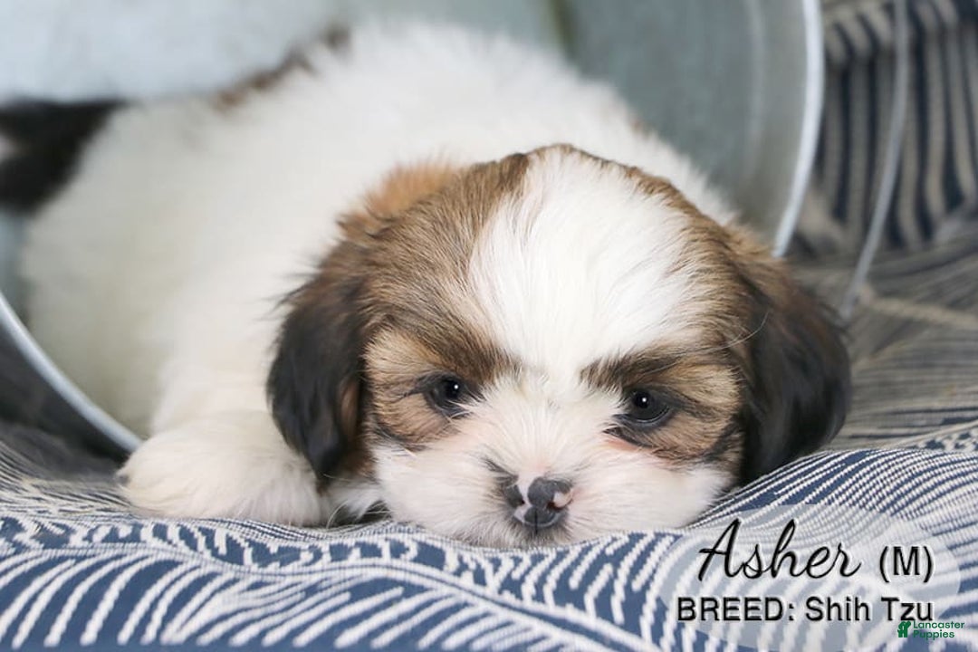 Shih Tzu dogs for sale: Asher - Image 3