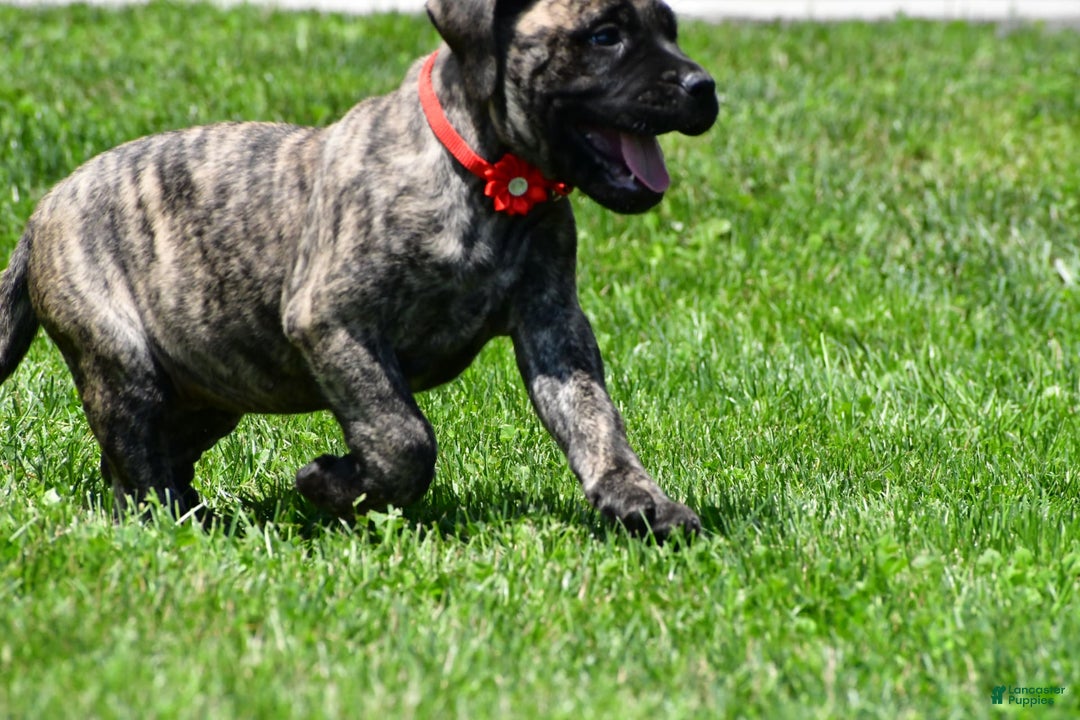 English Mastiff dogs for sale: Vicky - Image 4