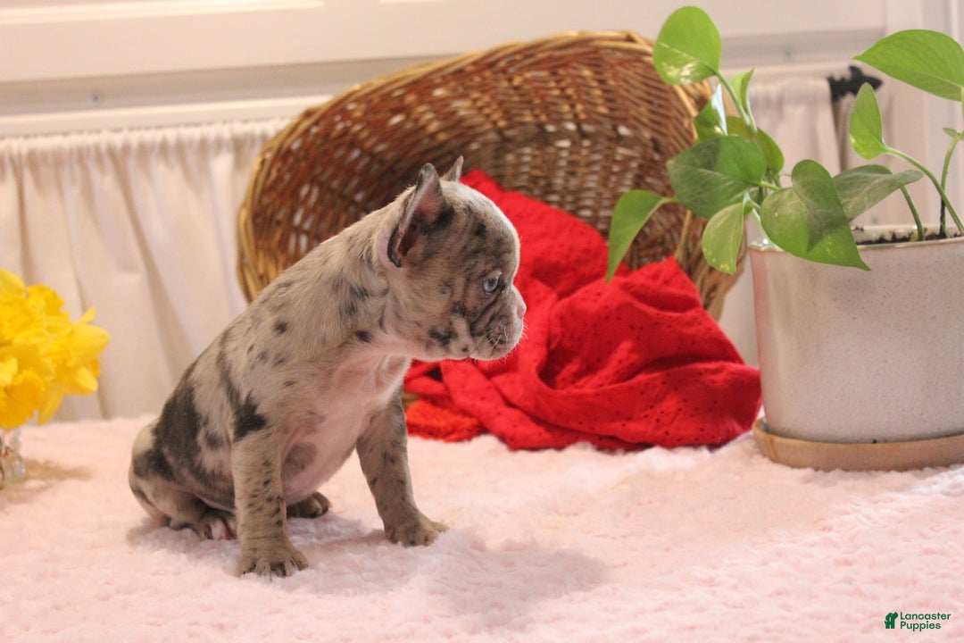 French Bulldog dogs for sale: Allison - Image 12