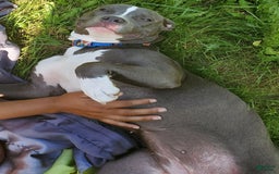 American Pit Bull Terrier dogs for sale: Mama - Image 7