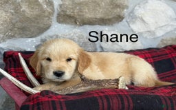 Golden Retriever dogs for sale: Shane - Image 7