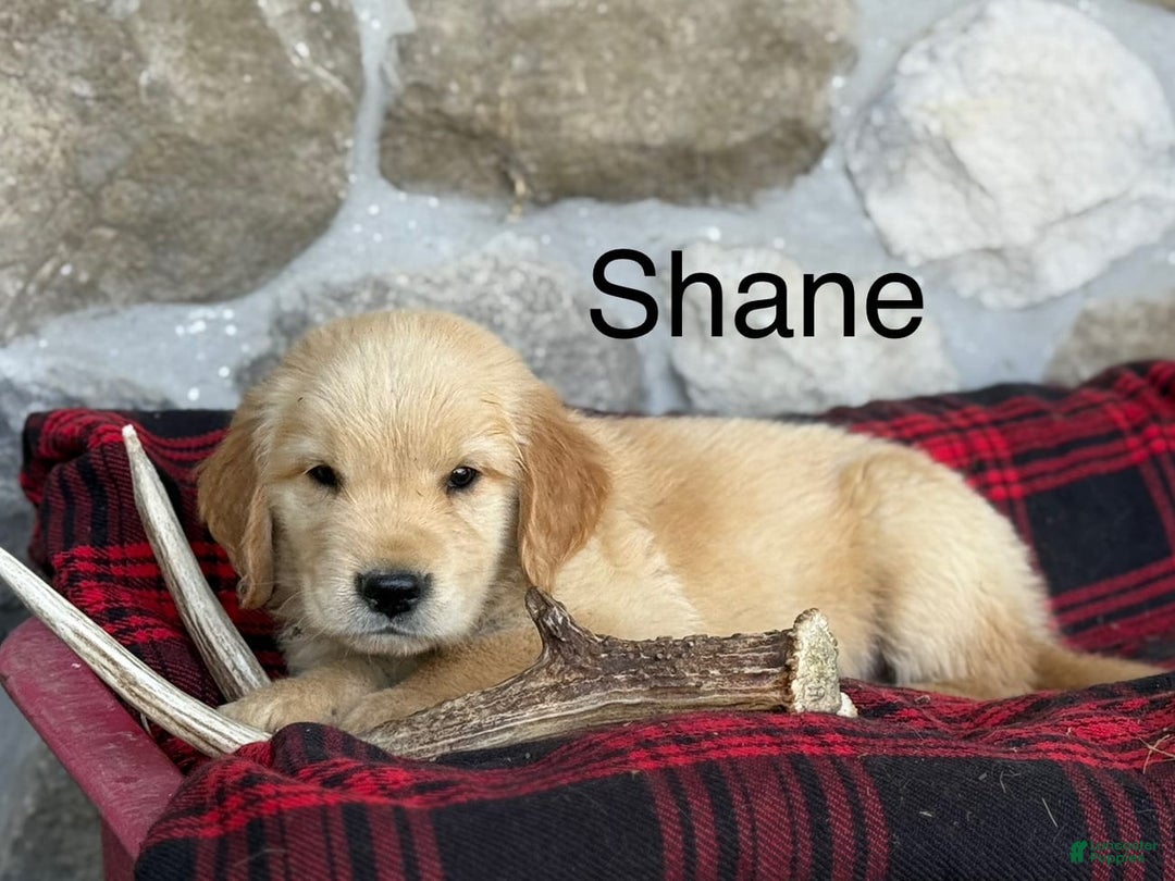 Golden Retriever dogs for sale: Shane - Image 7