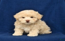 Shihpoo dogs for sale: Jack - Image 4