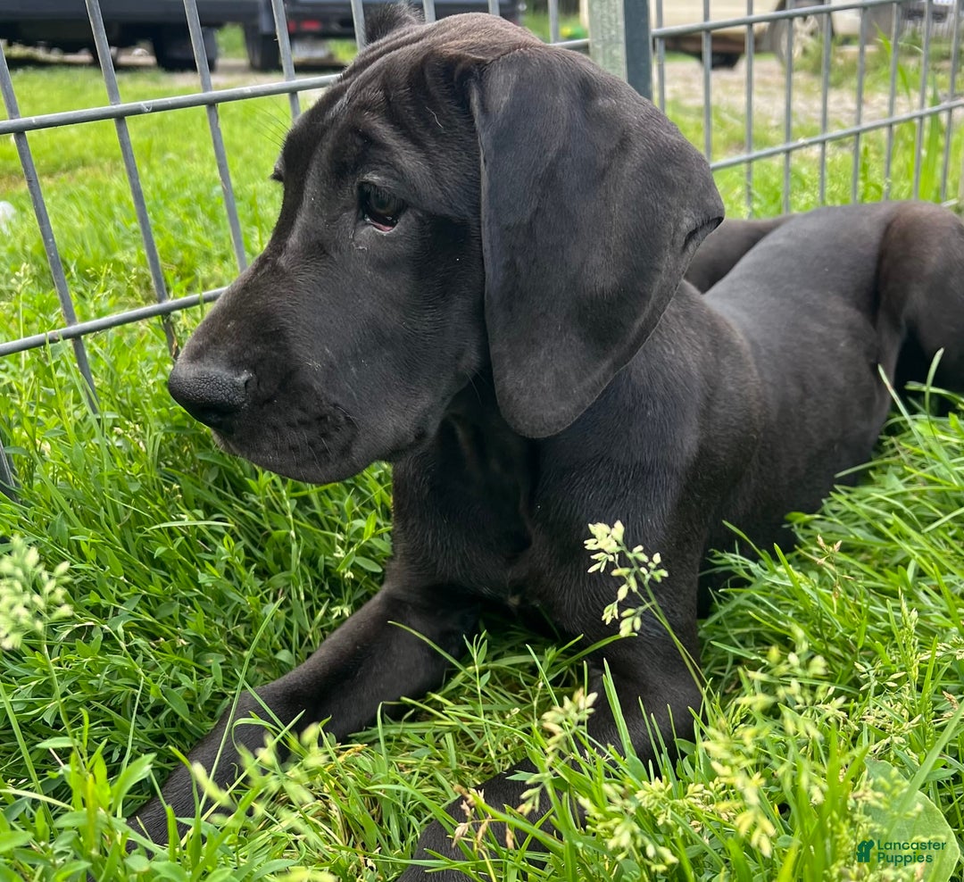 Great Dane dogs for sale: Darla - Image 11