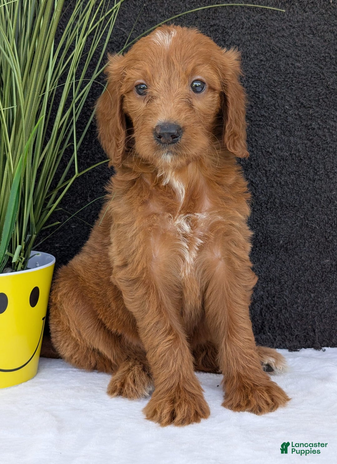 Goldendoodle dogs for sale: Kailey - Image 1