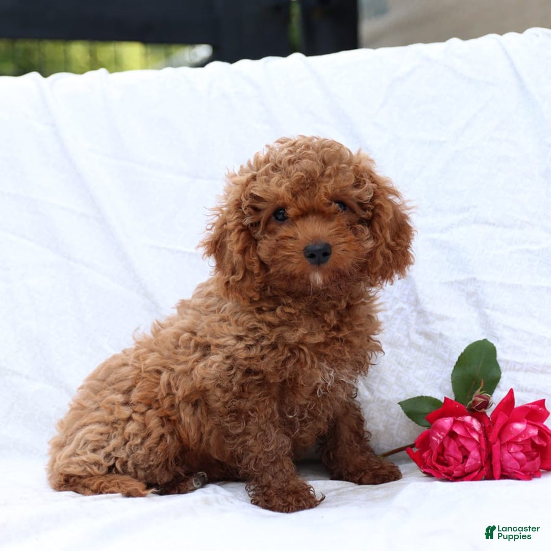 Cavapoo dogs for sale: Griffin - Image 3