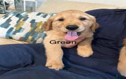 Golden Retriever dogs for sale: Green - Image 1