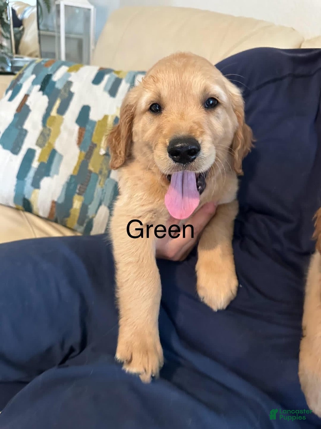 Golden Retriever dogs for sale: Green - Image 1