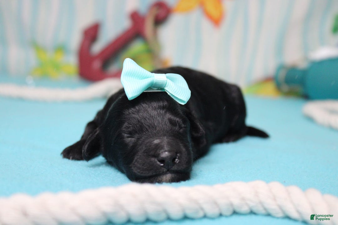 Mini Bernedoodle dogs for sale: Mini Bernedoodle 6 puppies - Image 17