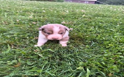 Australian Shepherd dogs for sale: Sky - Image 5