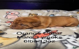 Dogue De Bordeaux dogs for sale: Orange Collar Male - Image 3