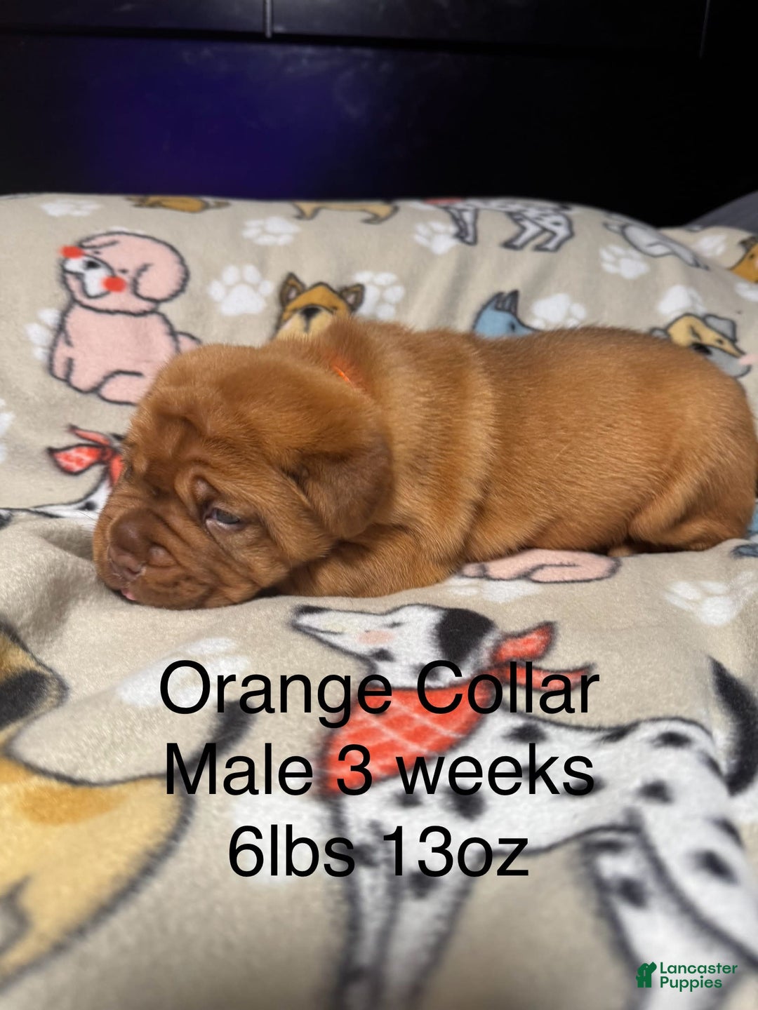 Dogue De Bordeaux dogs for sale: Orange Collar Male - Image 3