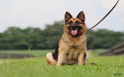 German Shepherd dogs for sale: Jessa - Image 10