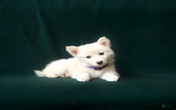 American Eskimo dogs for sale: Sophie - Image 3