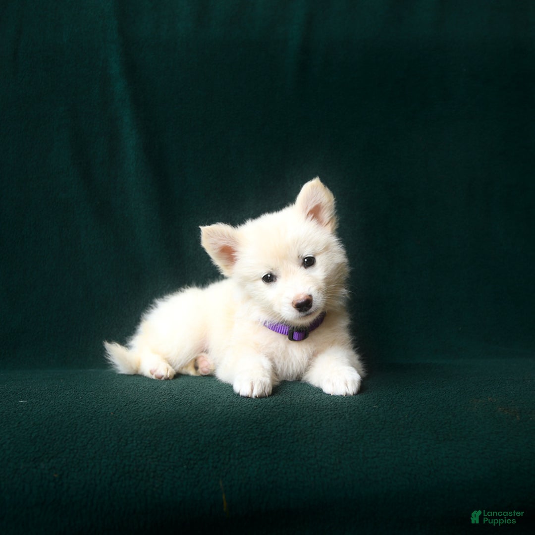 American Eskimo dogs for sale: Sophie - Image 3
