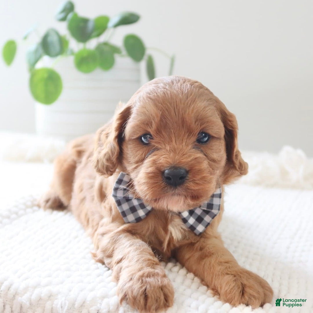 Cavapoo dogs for sale: Flash - Image 8