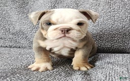 English Bulldog dogs for sale: Carson - Image 10
