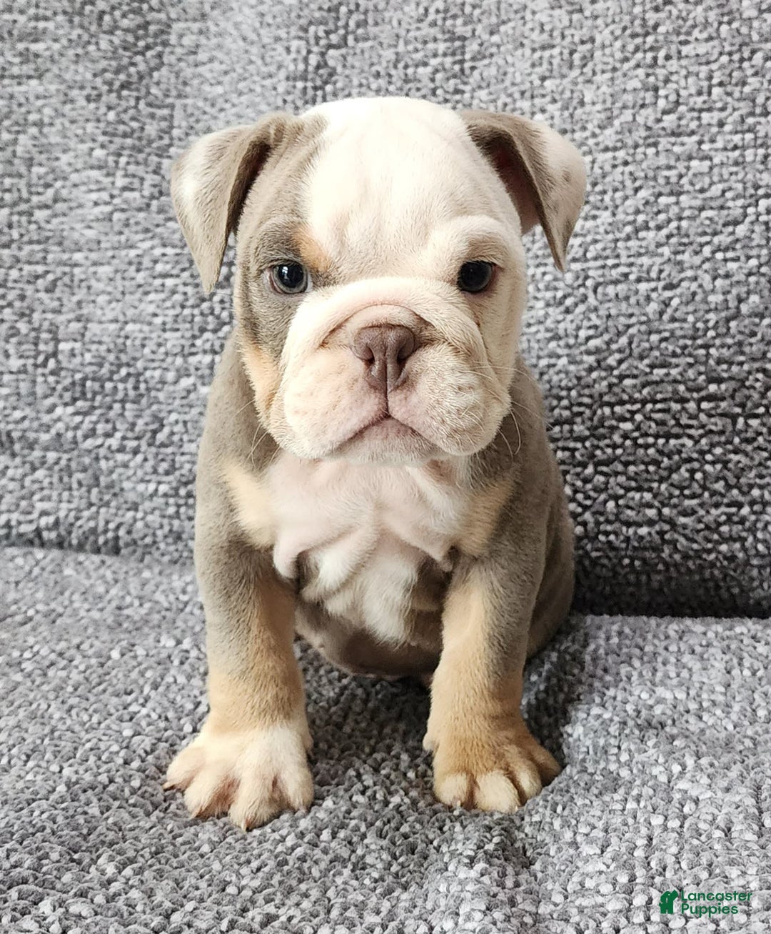 English Bulldog dogs for sale: Carson - Image 10