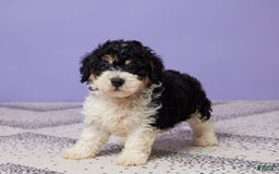 Miniature Poodle dogs for sale: Chase - Image 1
