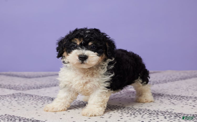 Miniature Poodle dogs for sale - Ad 1