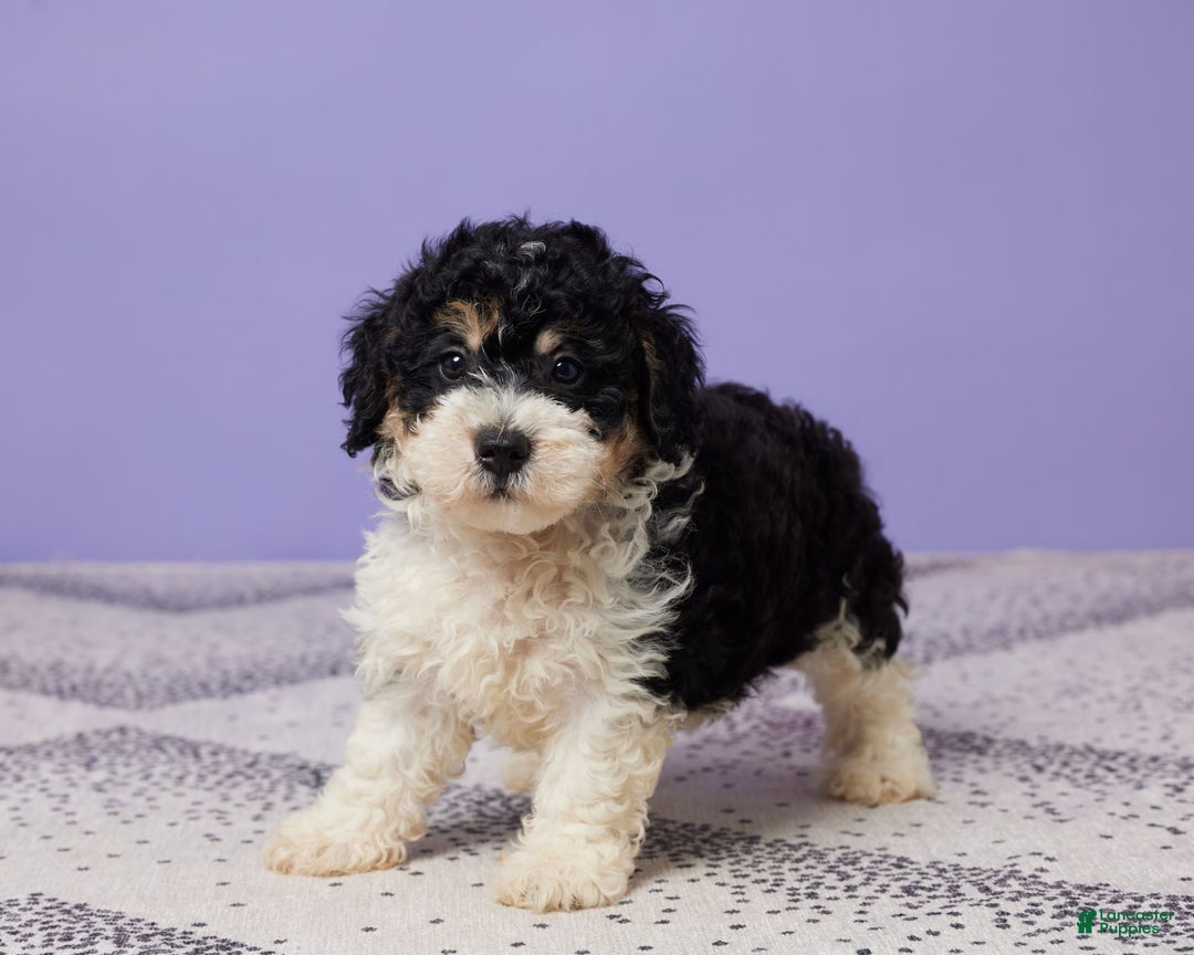 Miniature Poodle dogs for sale: Chase - Image 1