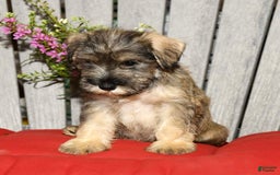 Miniature Schnauzer dogs for sale: Sugar - Image 9