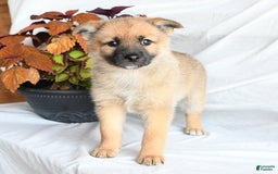 Pomsky dogs for sale: Tricky - Image 4