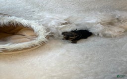 Morkie dogs for sale: Tiny Tim - Image 6