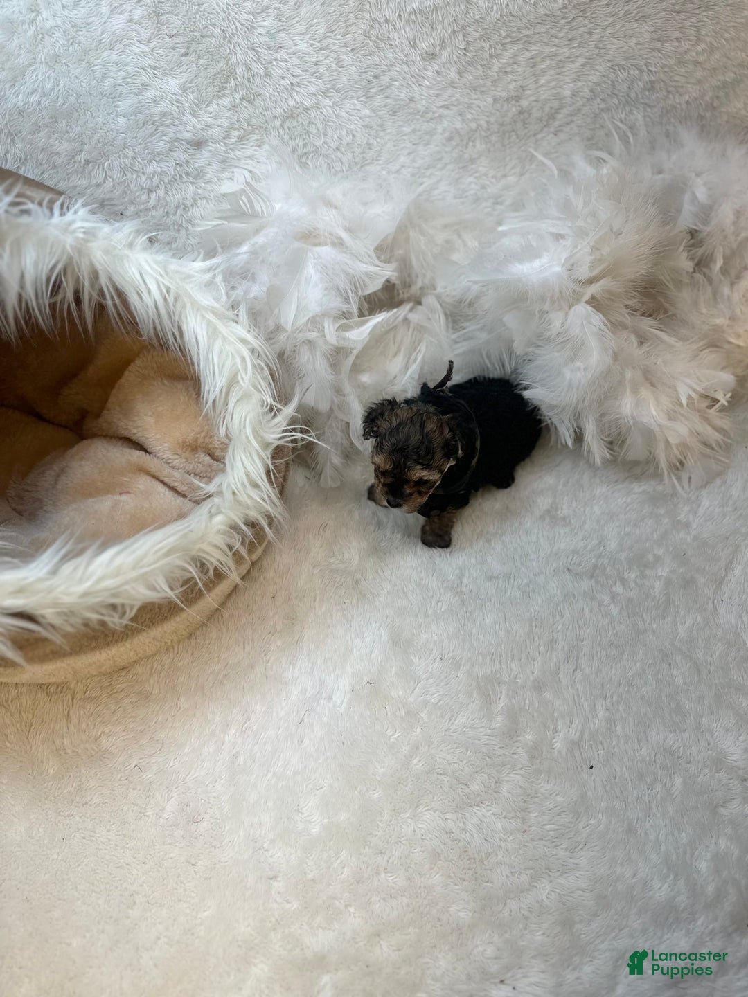 Morkie dogs for sale: Tiny Tim - Image 6