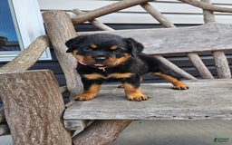 Rottweiler dogs for sale: Heidi - Image 3
