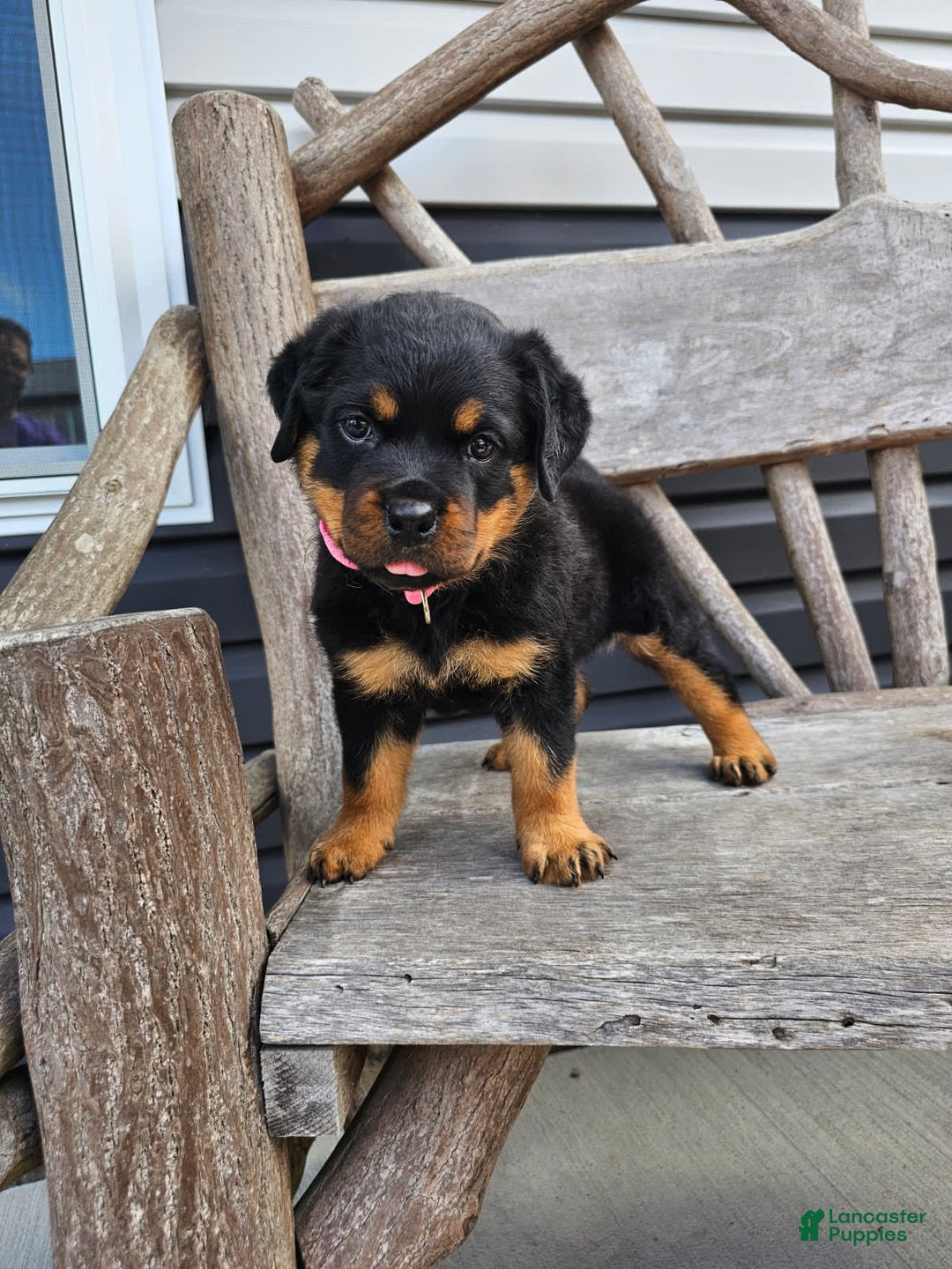Rottweiler dogs for sale: Heidi - Image 3