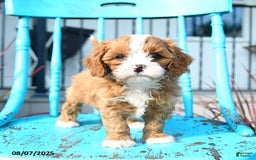 Cavapoo dogs for sale: Abby - Image 3