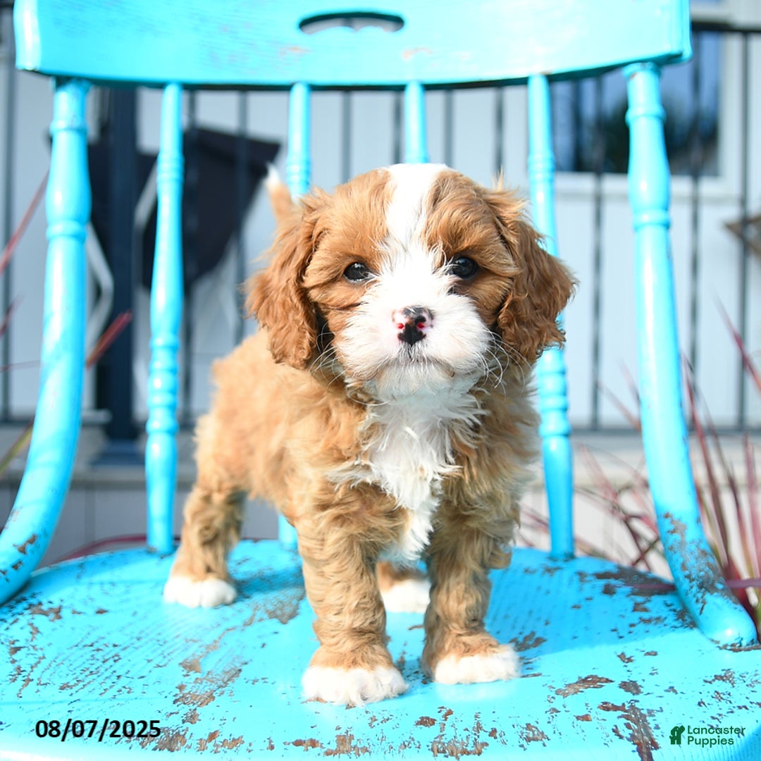Cavapoo dogs for sale: Abby - Image 3