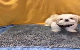 Shih Tzu dogs for sale: Mystical - Image 1