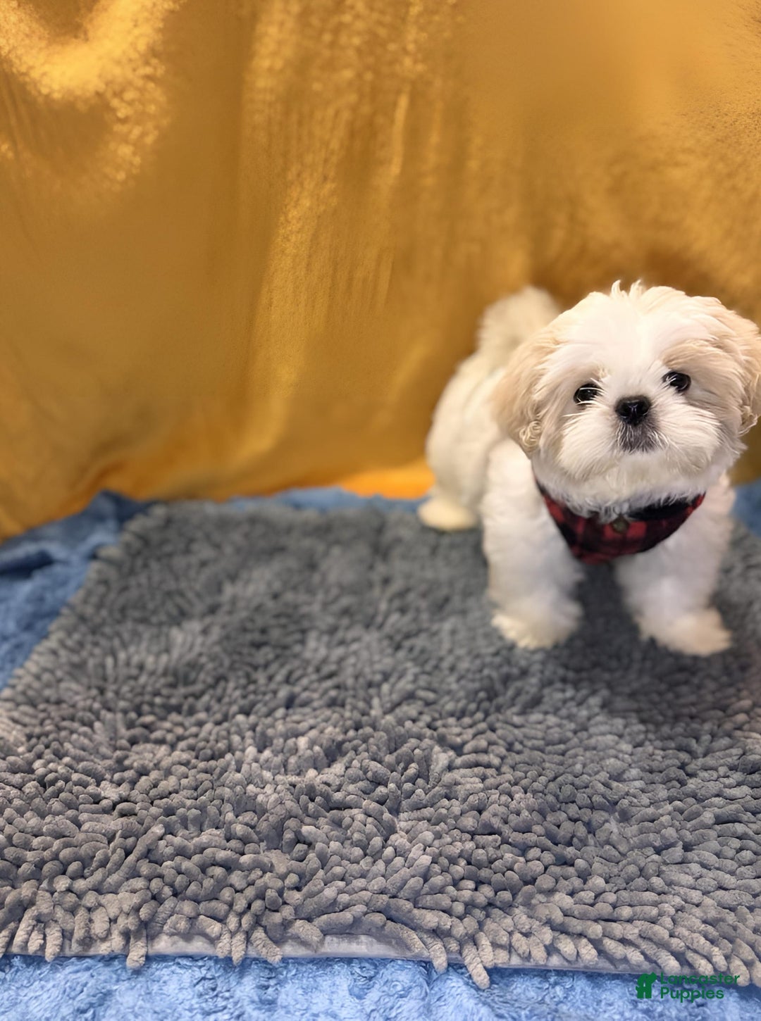 Shih Tzu dogs for sale: Mystical - Image 1