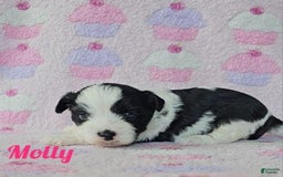 Yorkshire Terrier dogs for sale: Molly - Image 1