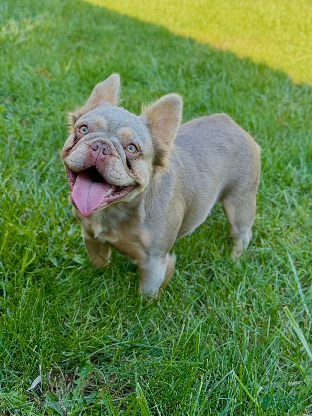 French Bulldog dogs for sale: Blue - Image 9