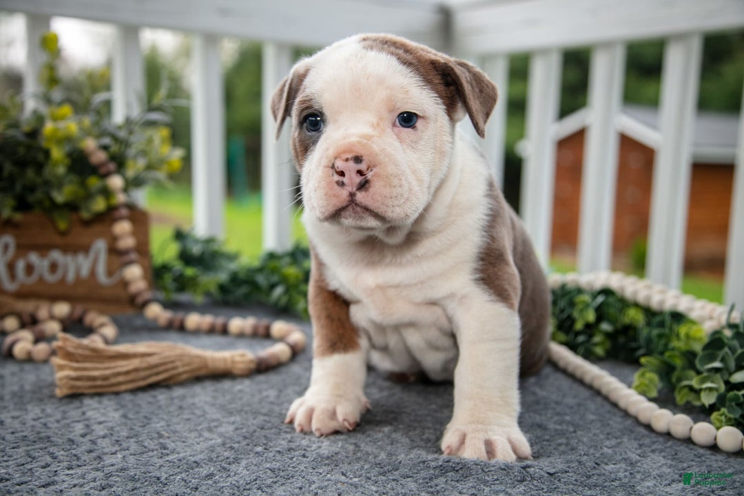 Olde English Bulldogge dogs for sale: Cody - Image 3