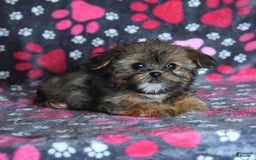 Shorkie dogs for sale: Hudson - Image 11