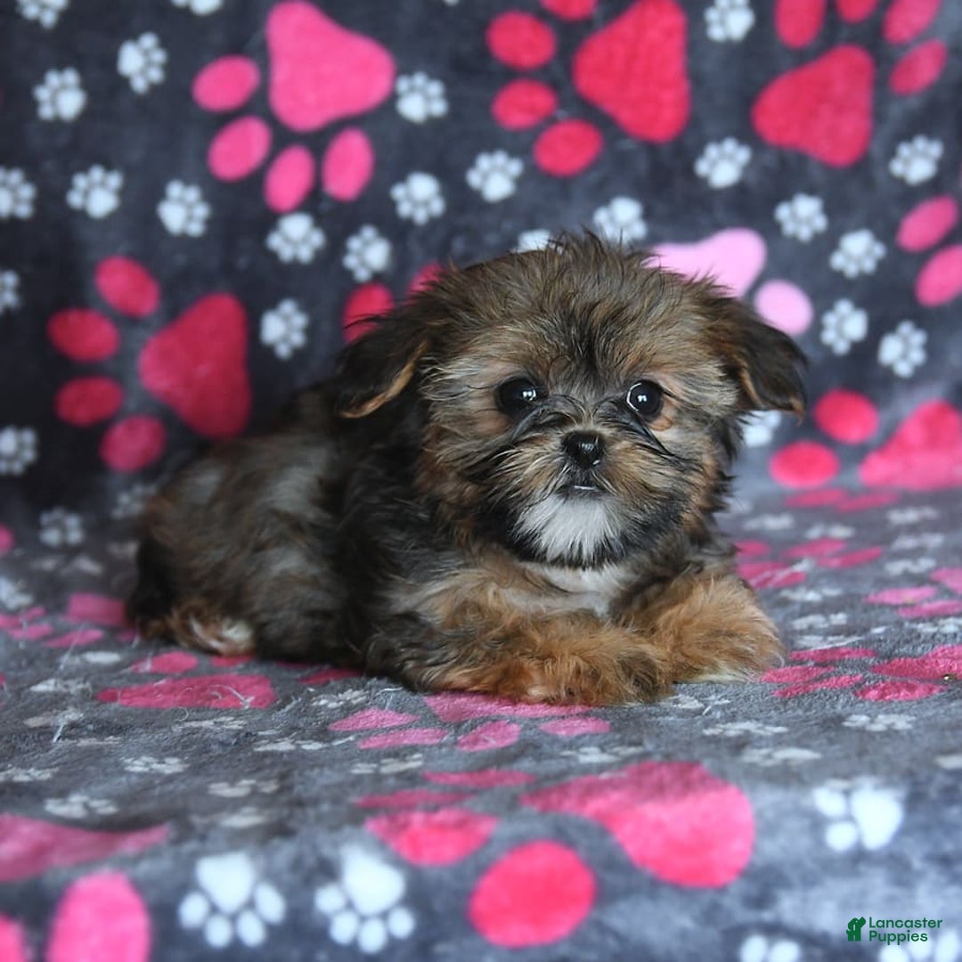 Shorkie dogs for sale: Hudson - Image 11