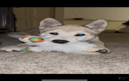 Pomsky dogs for sale: June - Image 5