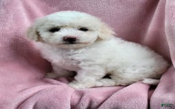 Bichpoo dogs for sale: Ella - Image 6